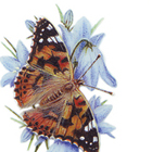 painted lady