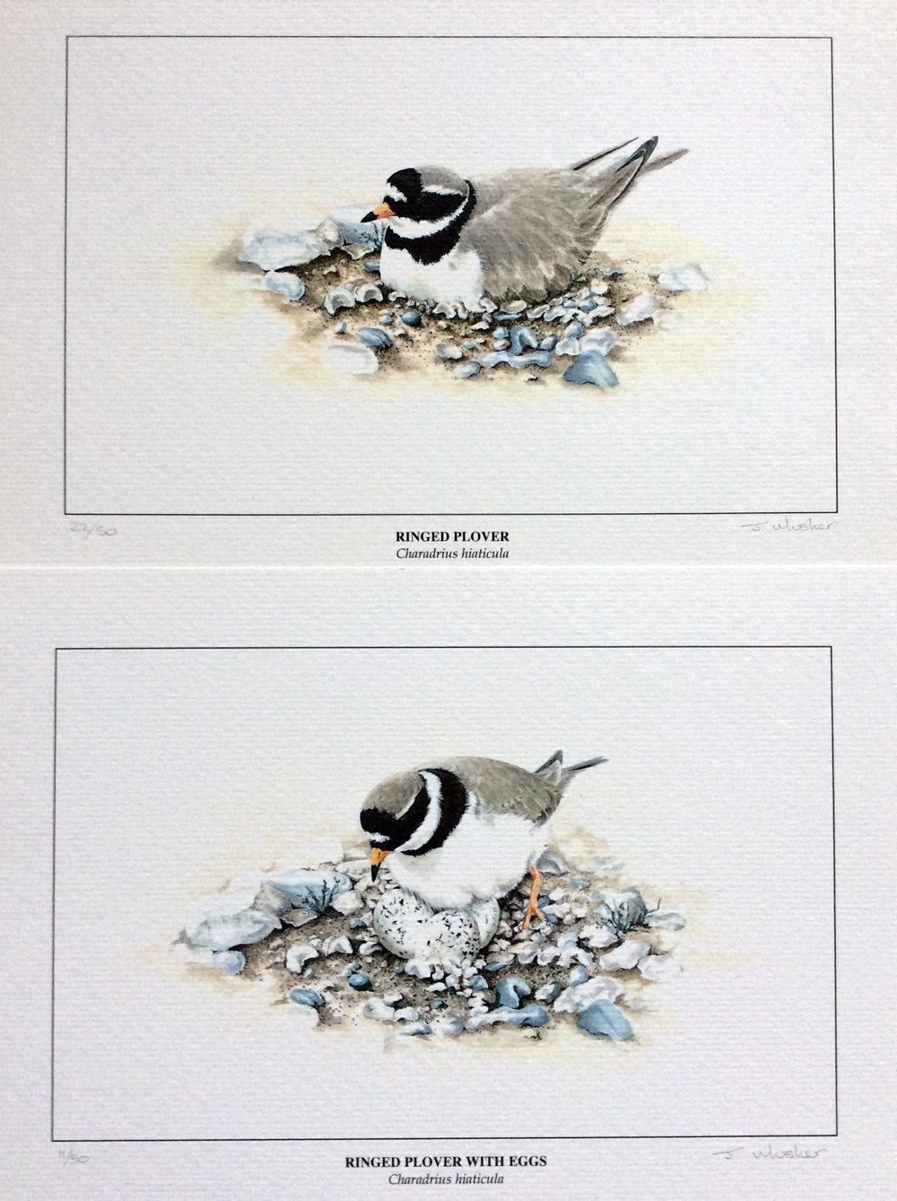 plovers