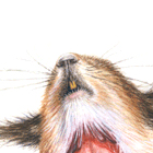 squirrel dissection 1