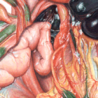 squirrel dissection 2
