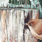 wren