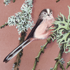 longtailed tit