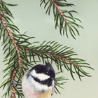 coal tit