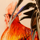 cockerel