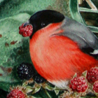 bullfinch
