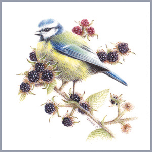 Bluetit on Bramble