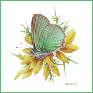Green Hairstreak