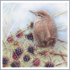 Jenny Wren on Bramble