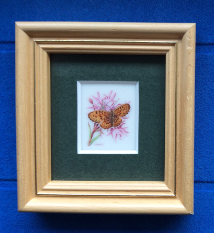 pearl bordered