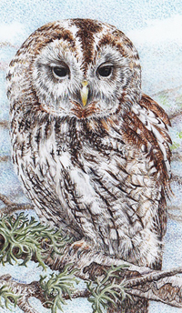 Barn Owl