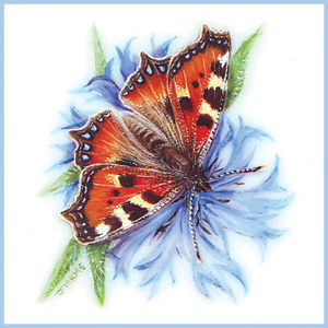 Tortoiseshell on Cornflower
